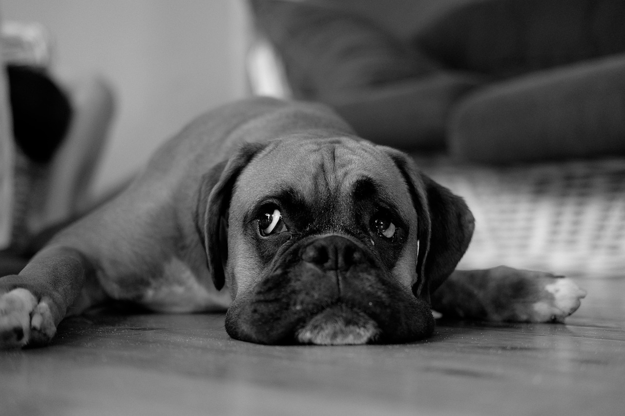 dog, boxer, pet, cute, sweet, fur, friendly, purebred dog, animal, male, companion, rest, relaxation, recovery