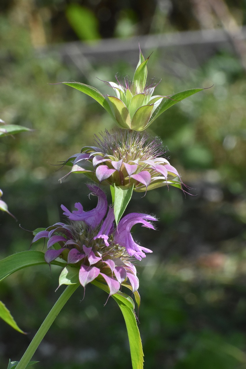 monarda, lemon, flower background, flowers, bloom, ethereal, nature, flower wallpaper, oil, seasoning, beautiful flowers, recovery, flower